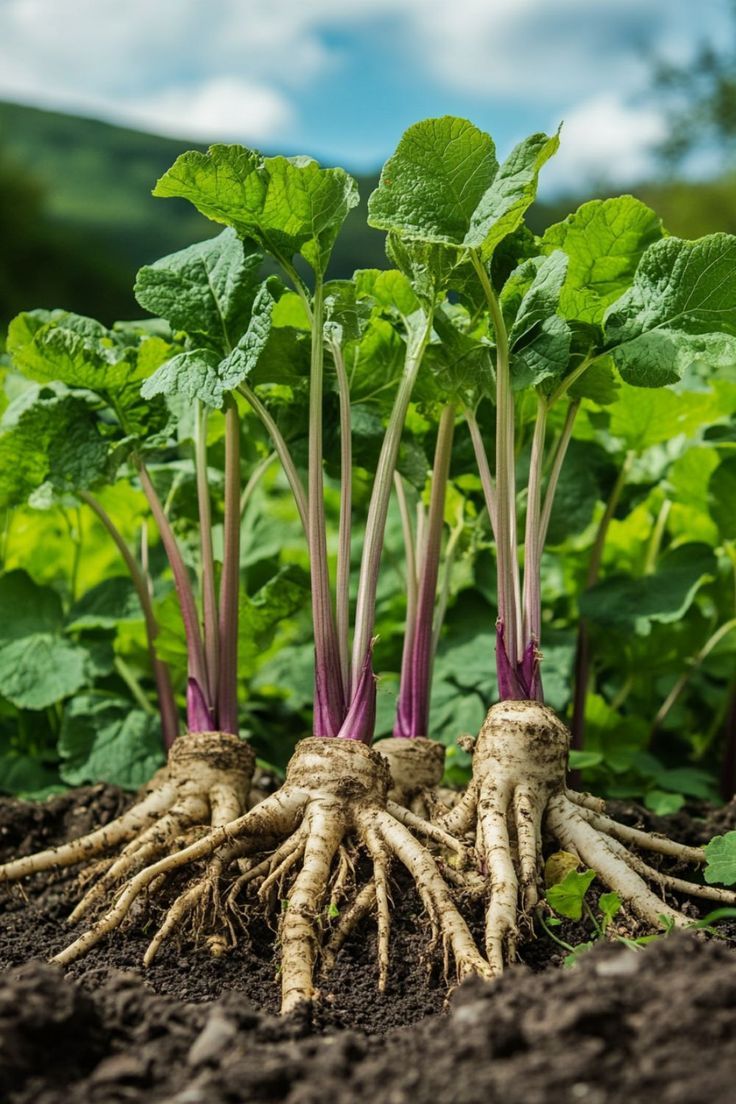 Burdock Root
