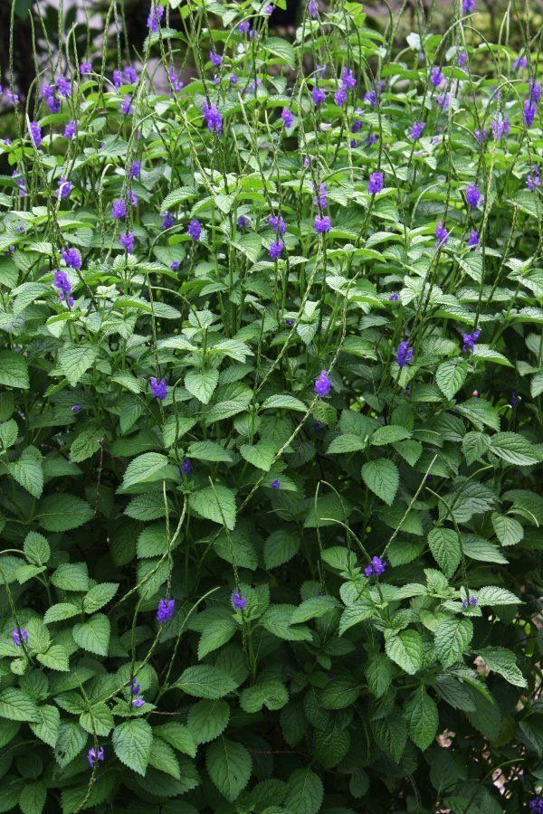 Blue Vervain