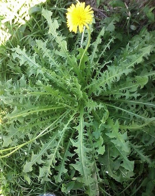 Dandelion Leaves