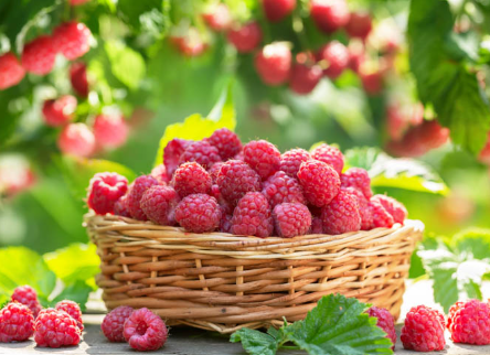 Red Raspberry
